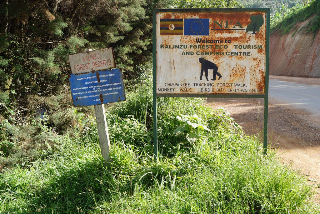 Chimpanse trekking, Uganda, Kalinzu Forest
