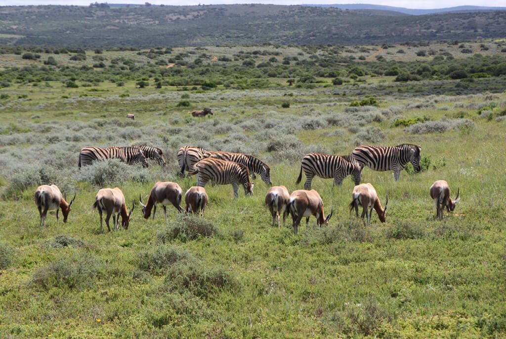 shamwari game reserve-sydafrika-safari-landskab-dyreflokke-flickr-1024x685