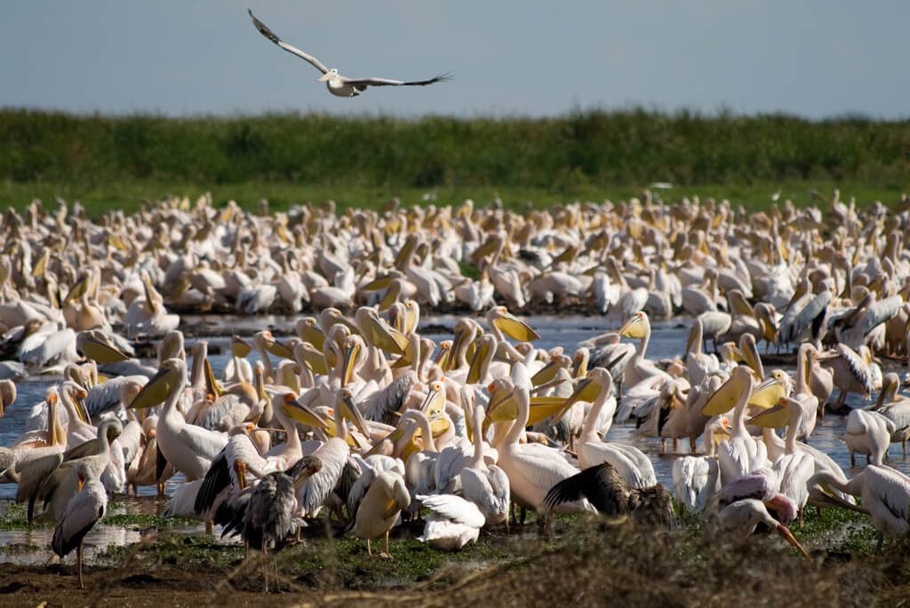 tanzania-safari-pelikaner-lake-manyara-1024x685