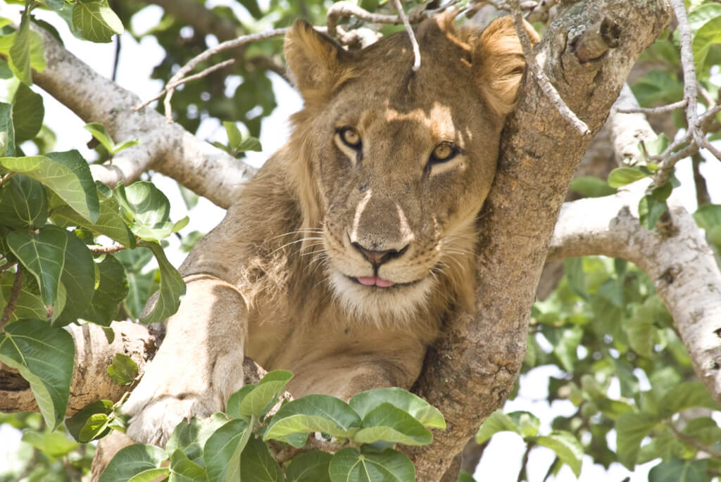 trækklatrende-løve-victoria-national-park-uganda
